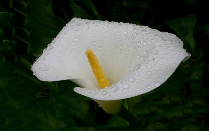 6gallery2